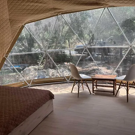 Olive Domes *